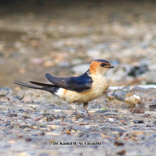 European Red-rumped Swallow