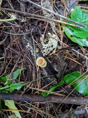 Psilocybe makarorae