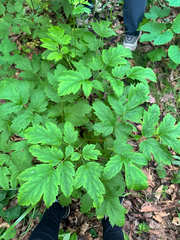 Actaea dahurica