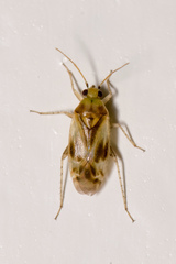 Plagiognathus albatus