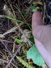 Psilocybe makarorae