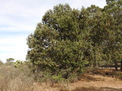 Juniperus deppeana zacatecensis