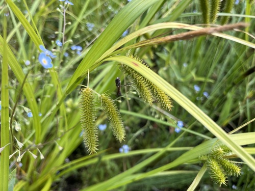 Cyperus Sedge