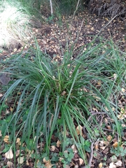 Carex lambertiana