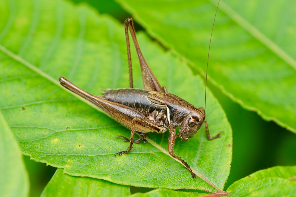Chizuella