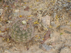 Echinomastus intertextus dasyacanthus