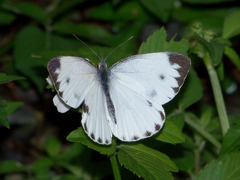 Pieris canidia canidia