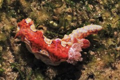 Miamira flavicostata