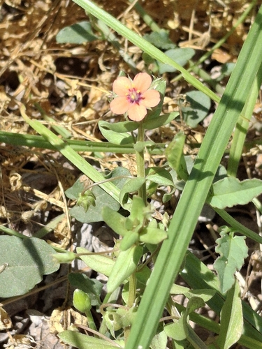 scarlet pimpernel