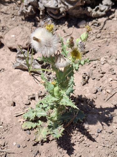 prickly sowthistle
