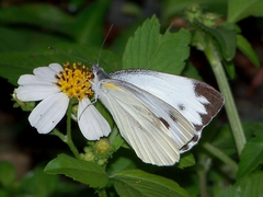 Pieris canidia canidia