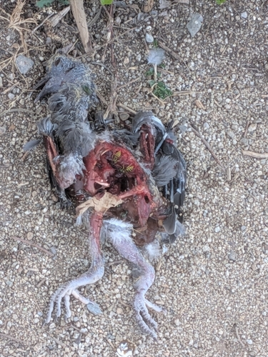 Feral Pigeon