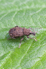 Dyslobus granicollis