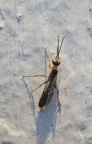 Graceful Twig Ant