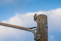 Melanerpes aurifrons