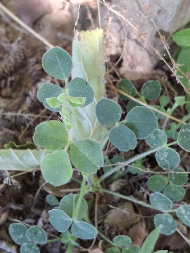 Black Medick