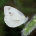 Cabbage White - Photo (c) Frank Model, some rights reserved (CC BY-NC), uploaded by Frank Model