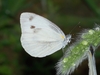 Cabbage White - Photo (c) Frank Model, some rights reserved (CC BY-NC), uploaded by Frank Model