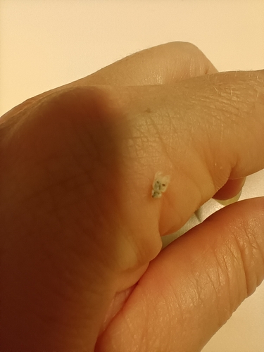 Eastern Sycamore Lace Bug