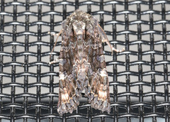 Neumichtis spumigera