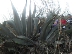 Agave atrovirens