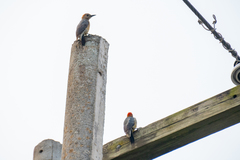 Melanerpes aurifrons