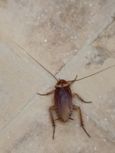 American Cockroach