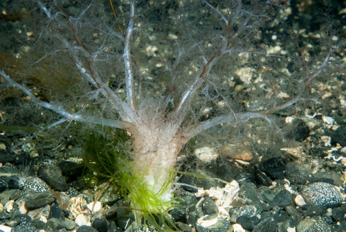 Neopentadactyla mixta