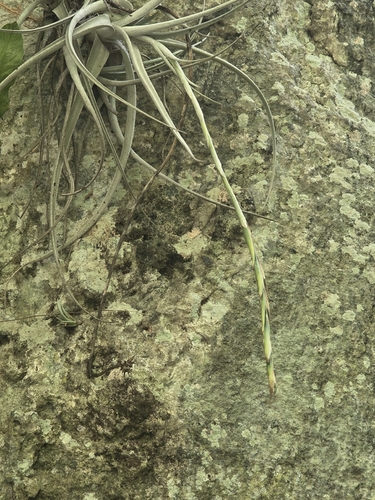 Tillandsia lorentziana, photograph 3
