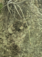 Tillandsia lorentziana, photograph (c) Marcello Mastroianni Albuquerque Araújo, some rights reserved (CC BY)