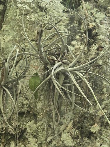 Tillandsia lorentziana, photograph 4