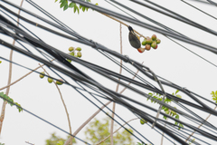 Melanerpes aurifrons