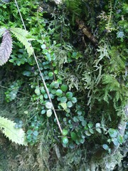 Metrosideros carminea