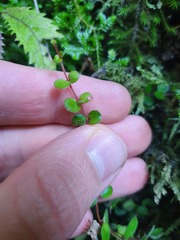 Metrosideros carminea