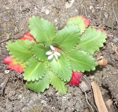 Micranthes eriophora