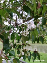 Syzygium zeylanicum