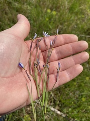 Sisyrinchium