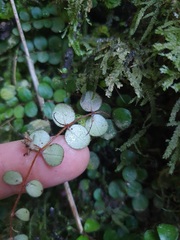 Metrosideros carminea