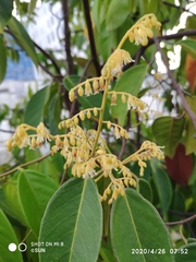 Hopea odorata