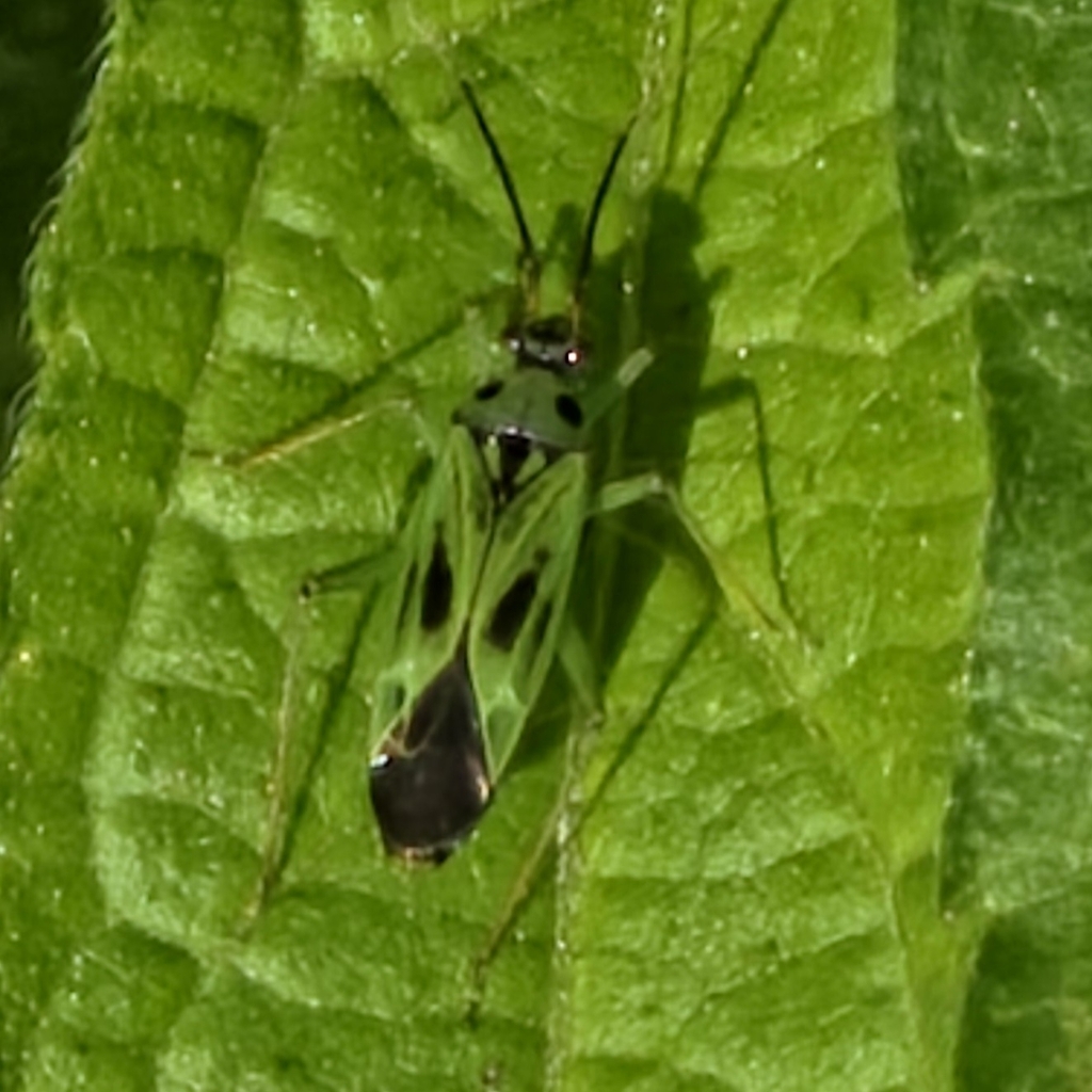 Green Plant Bug
