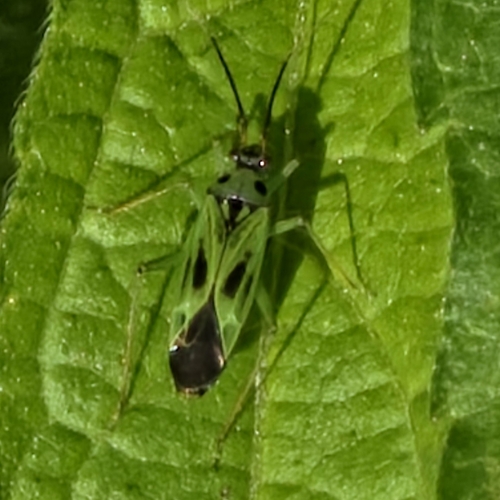 Green Plant Bug