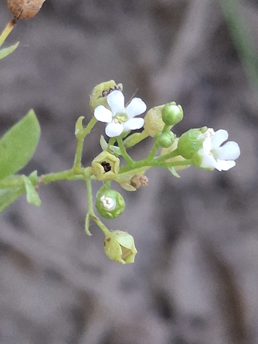 Thin Leaf Brookweed