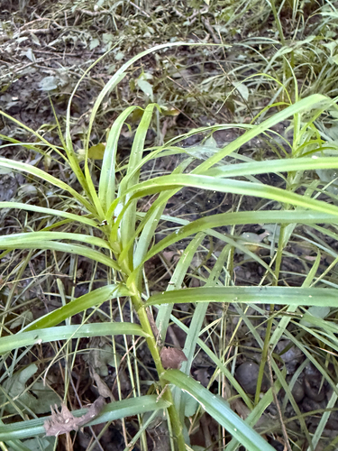 Carex muskingumensis, photograph 6