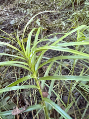Carex muskingumensis, photograph (c) Samuel Buckner, some rights reserved (CC BY)