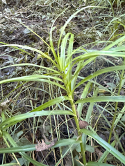 Carex muskingumensis, photograph (c) Samuel Buckner, some rights reserved (CC BY)