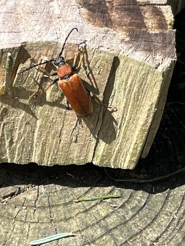Red Pine Longhorn Beetle