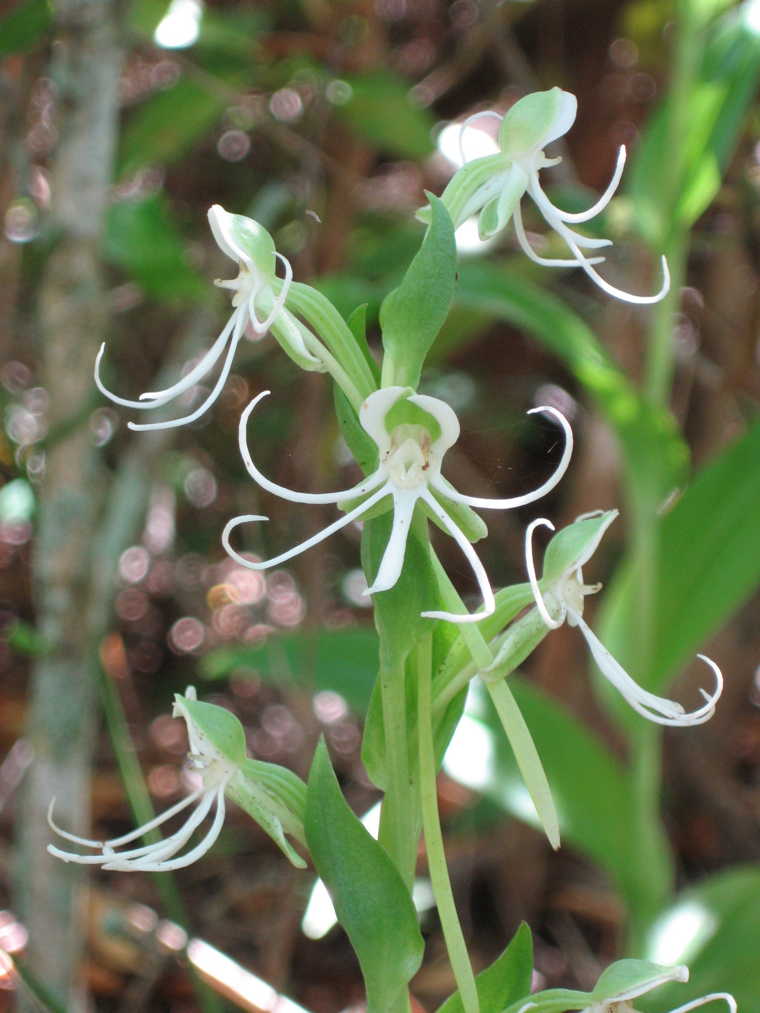Habenaria quinqueseta