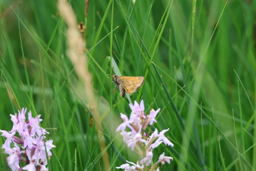 Large Skipper