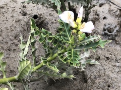 Acanthus ilicifolius