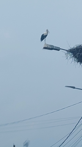 European White Stork